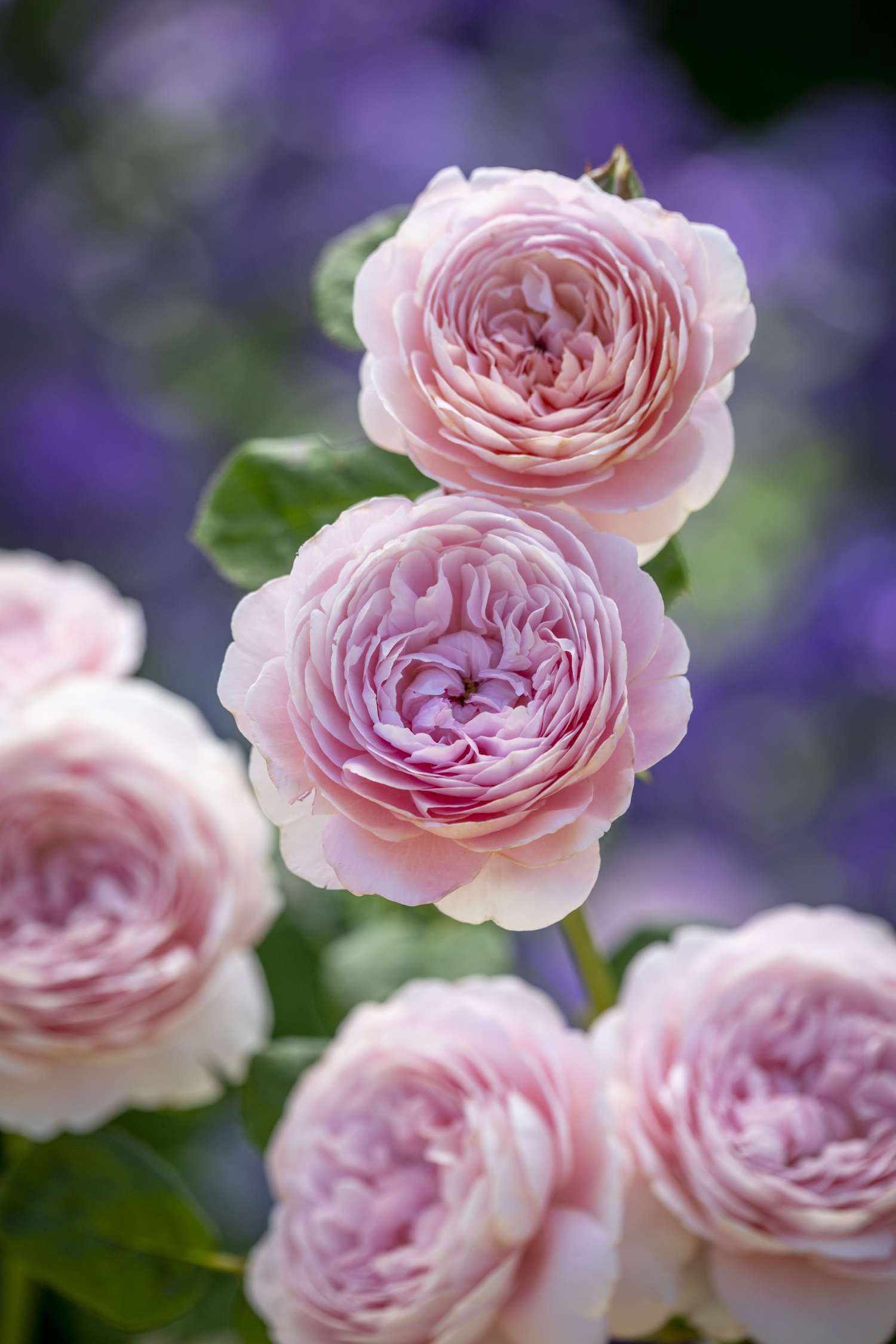 Ruusu 'Queen of Sweden™' (Austiger)